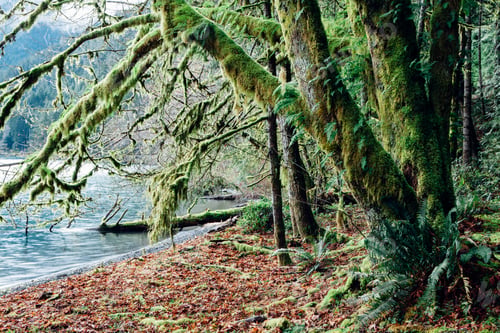 Preview: Lush temperate rainforest