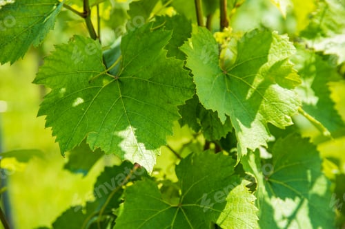 Preview: Wine grape plants leaves. Sunny day green background. Sunny day
