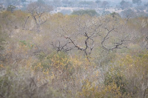 Preview: Landscape with Gum arabic trees, Acacia senegal