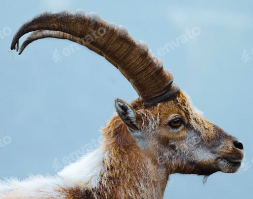 Preview: Alpine ibex in Chamonix Alps in France