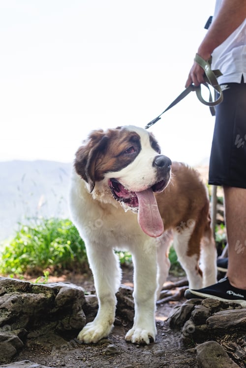 Preview: funny and cute st. bernard dog outdoors in hot summer day