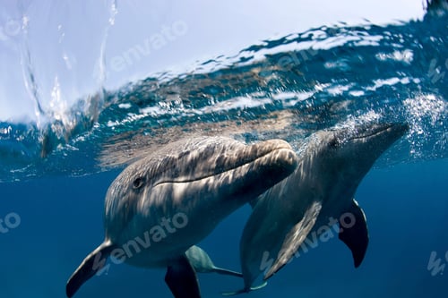 Preview: Atlantic bottlenose dolphin, underwater picture