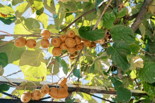 Preview: Kiwi bunches grow on a green tree in the garden in the sun rays