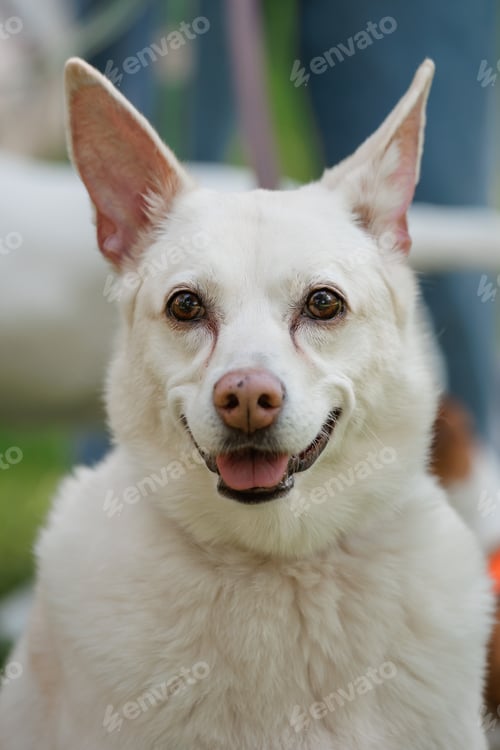 Preview: white dog on walk in park, pet on leash against green lawn