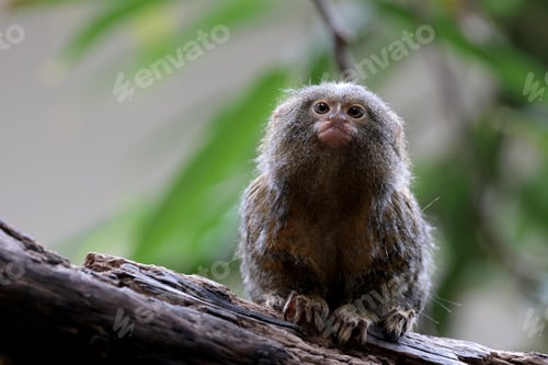 Preview: Pygmy marmoset, also known as a "finger monkey," which is the world's smallest monkey species.