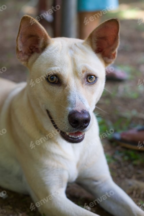 Preview: Vertical shot of a white Formosan Mountain Dog on a blurred background