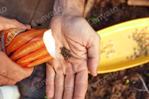 Preview: Close up of male farmer with soybean seed in his hands