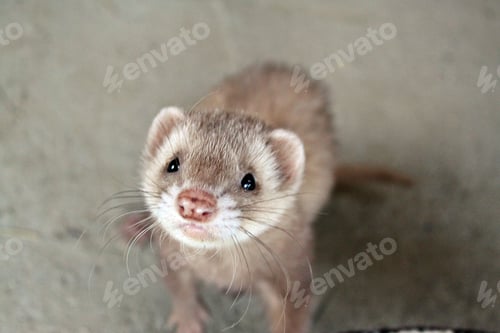 Preview: Closeup of a young cute ferret staring at the camera