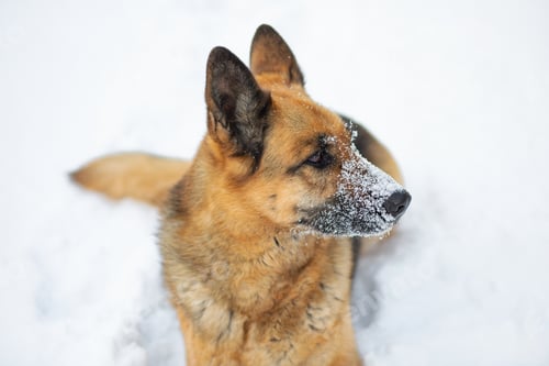 Preview: A dog of East European Shepherd breed lies in snowy cold frosty winters in the snow. Nose in snow