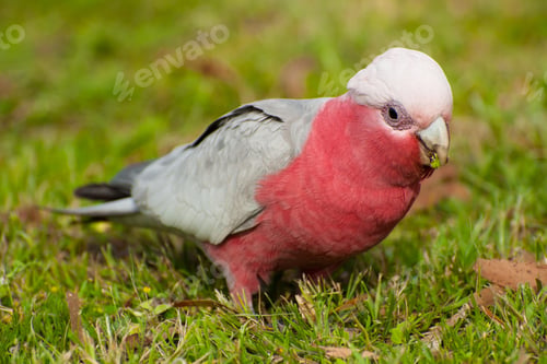 Preview: bird, cockatoo galah, parrot, pet