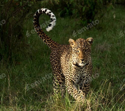 Preview: A Travel Around the world with beautiful Botswana Wildlife picture