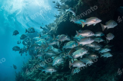 Preview: Underwater shot of red snapper shoal gathering to mate, Quintana Roo, Mexico