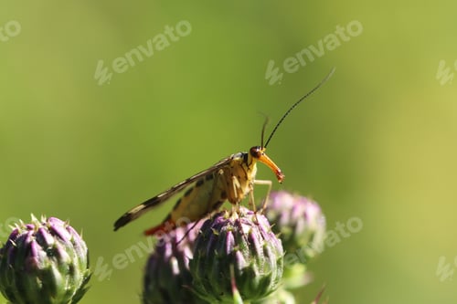 Preview: insect, nature, butterfly, wing, animal, summer, macro, green, natural, meadow, bug, thistle, eye, f