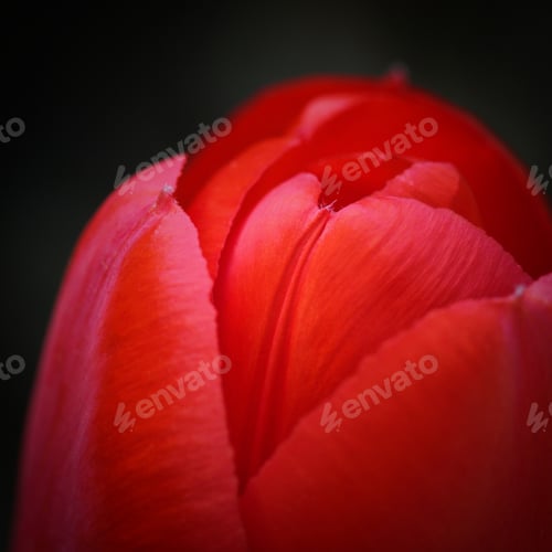 Preview: red tulip