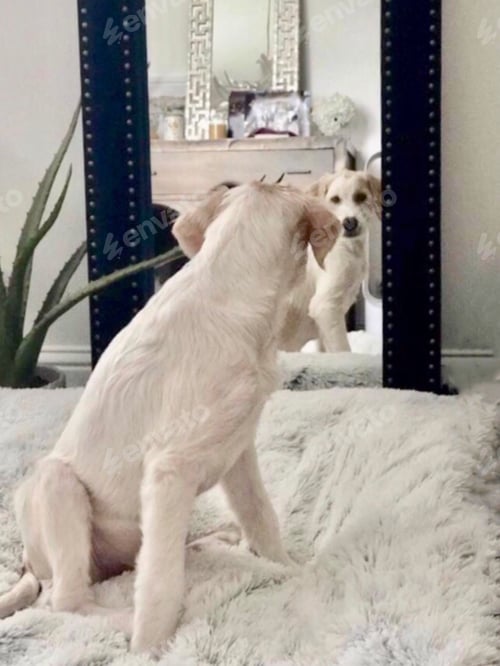 Preview: Cute white puppy sees himself in mirror and doesn’t know what to think!