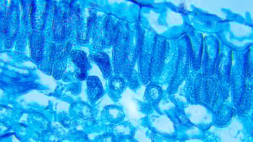 Preview: Ipomoea Leaf