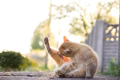 Preview: A red cat sits on the asphalt crouched and licks his paw