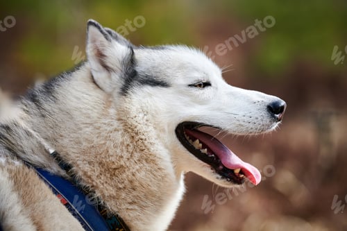 Preview: Siberian Husky dog profile portrait with black gray white coat color, cute sled dog breed