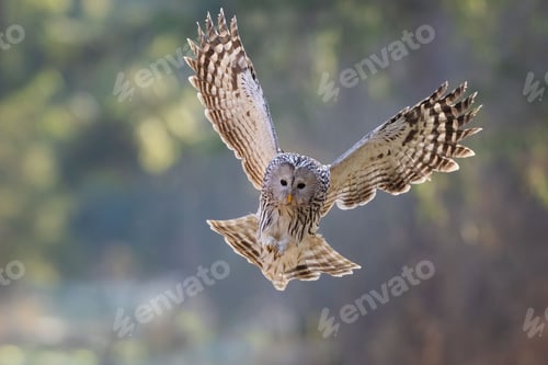 Preview: Beautiful Ural owl flying in the air in a blurred background on a sunny day