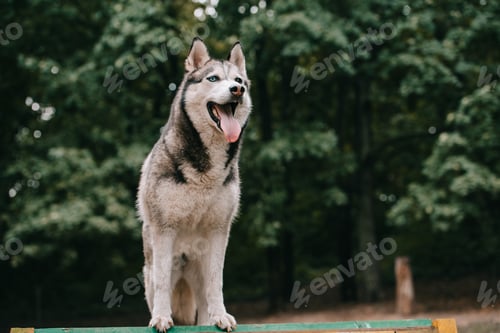 Preview: grey siberian husky dog in park