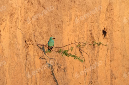 Preview: european roller (coracias garrulus)