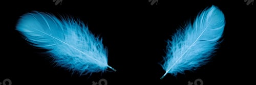 Preview: blue goose feather on black background