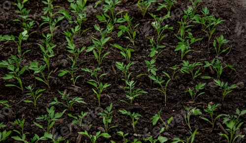 Preview: Young seedlings in the ground for reproduction. Plant seedlings
