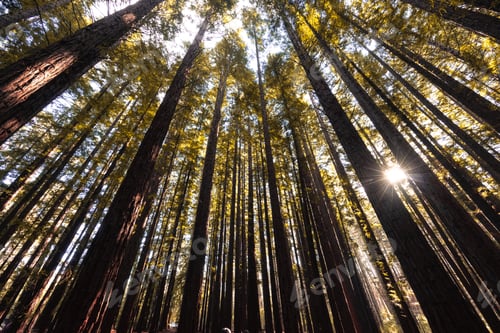 Preview: Cement Creek Redwood Forest in Australia