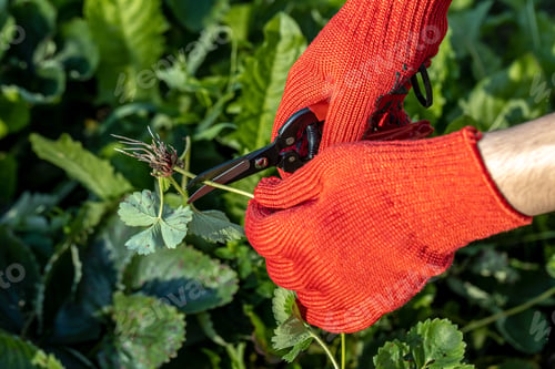 Preview: a gardener cuts a young strawberry mustache with a pruner