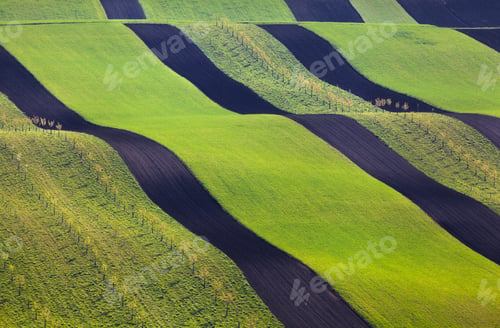 Preview: Wavy green fields. Striped rolling sunny hills at sunset