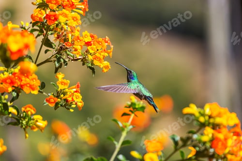 Preview: Kolibri
