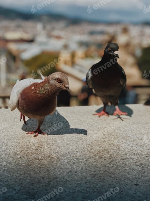 Preview: Two pigeons close up