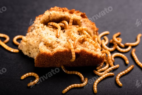 Preview: Meat worms on old bread, eating it and moving, Tenebrio molitor