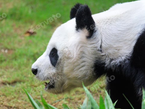 Preview: Giant panda