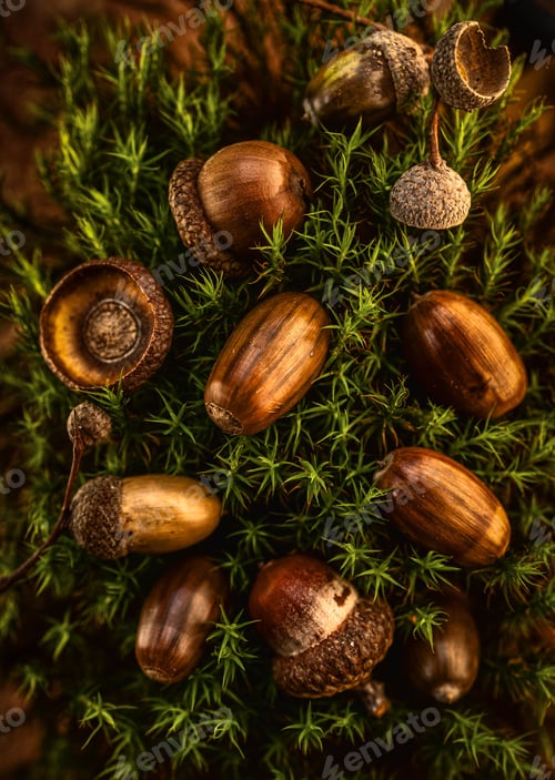 Preview: Closeup of shiny brown acorns on dark green leaves on a blurred background