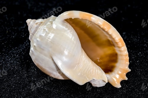 Preview: Phalium glaucum Seashell on a black sand background