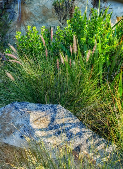 Preview: Flowers, plants and trees on mountain side in South Africa