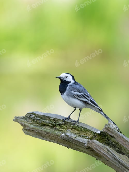 Preview: white wagtail (Motacilla alba)