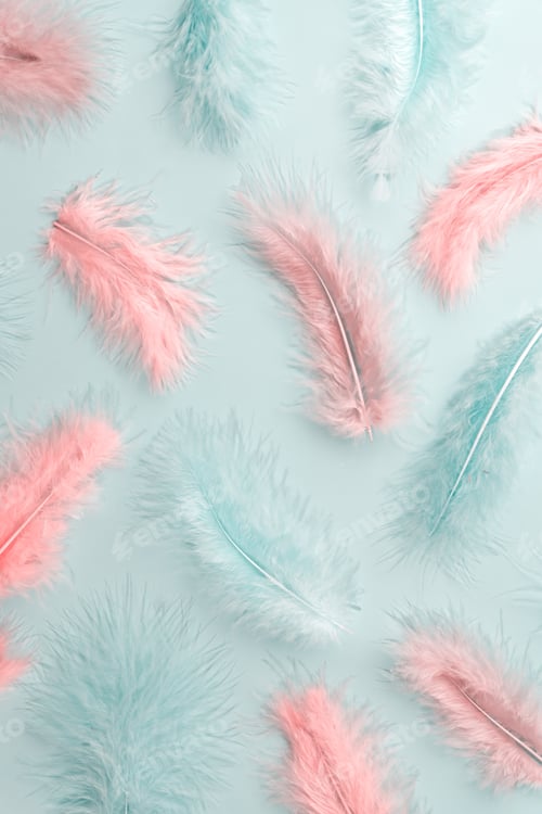 Preview: flat lay pattern made of pastel colored feathers. MInimal natural flat lay top view on light blue