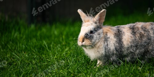 Preview: Tricolor Lionhead Rabbit Profile in Vibrant Green Grass