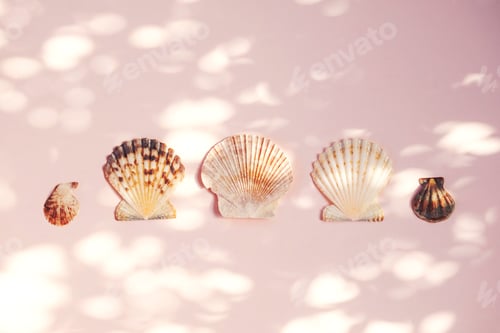 Preview: Scallop seashells beach collection.