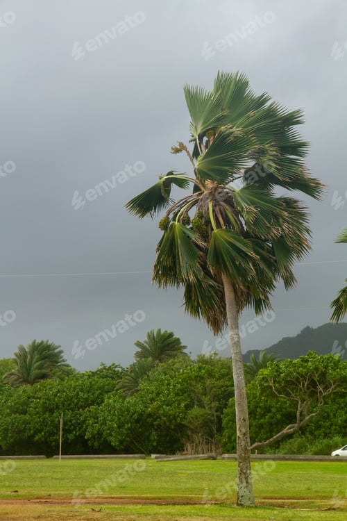 Preview: Palm tree being blown around in wild storm