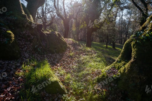 Preview: Trunks hollowed and covered with moss