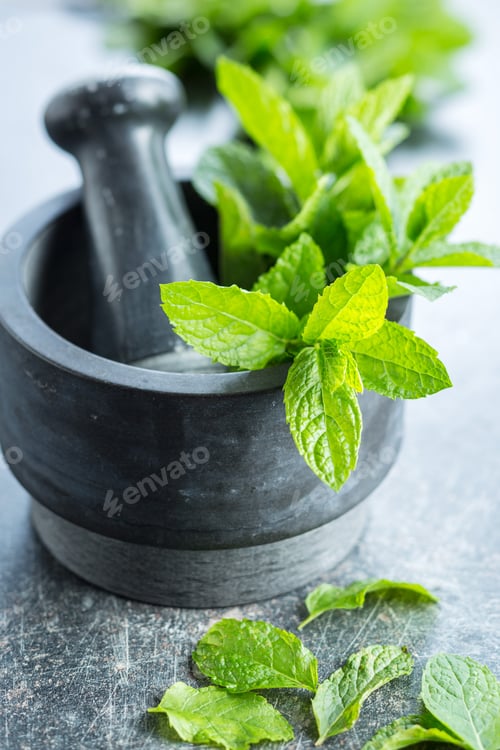 Preview: Branch mint leaves.