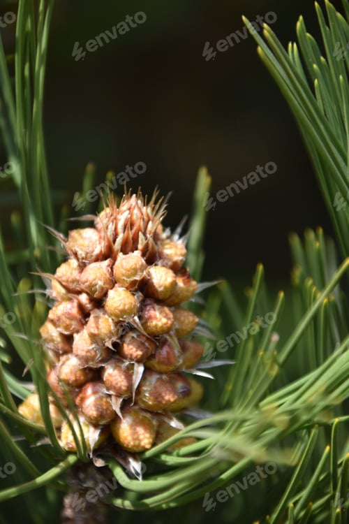 Preview: pine tree sprout in spring