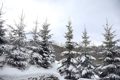 Preview: Beautiful landscape with forest on snowy winter day