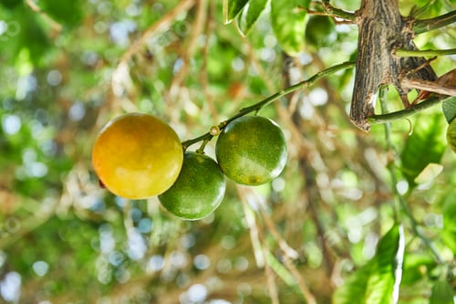 Preview: Beautiful and fresh green not ripe tangerines on a branch in the summer on a blur bokeh background