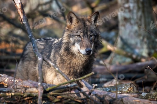 Preview: Wolf in the forest up close. Wild animal in the natural habitat