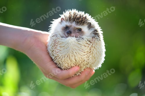 Preview: Human hands holding little african hedgehog pet outdoors on summer day.