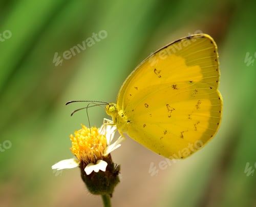 Preview: yellow Butterfly on flower